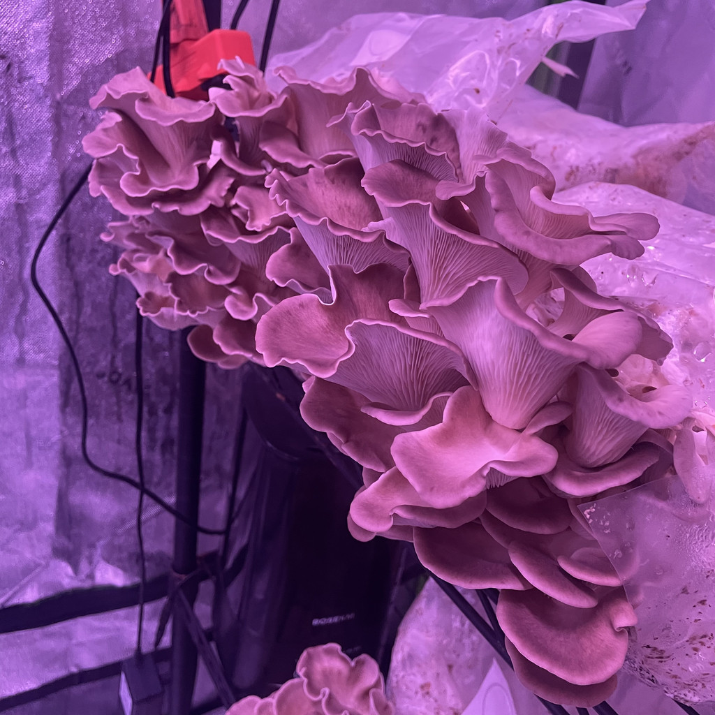 mushroom　0421 WineCapSawdustFront.jpg?v=