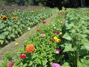 Day Flowers Hudson MI