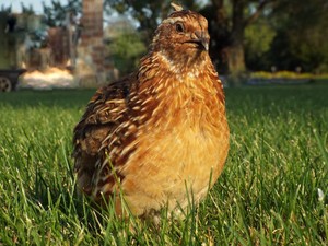Allen & Sons Quail Farm