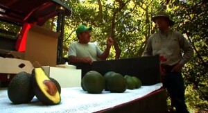 California Avocados Direct