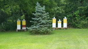 Art's Bees