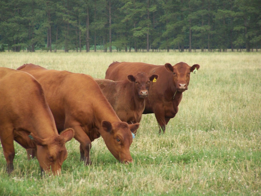 Windhaven Farm Natural Angus Beef - LocalHarvest