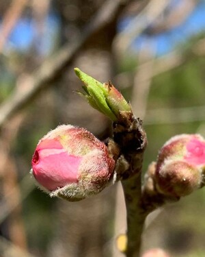 Southern Tegridy Orchard and Nursery