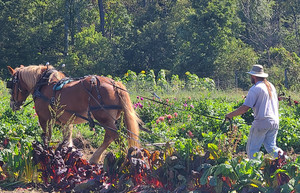Bloodnick Family Farm