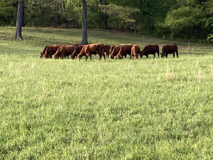 Glory 7 Farm & Ranch