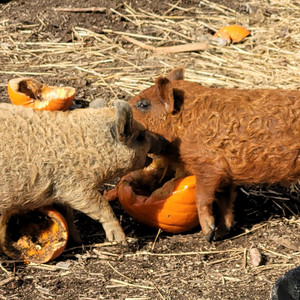 Bent Fox Farm