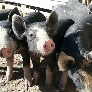 Vann Premium Pork