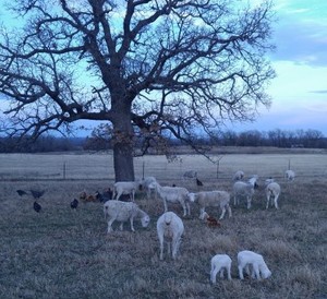 RockinB Farm
