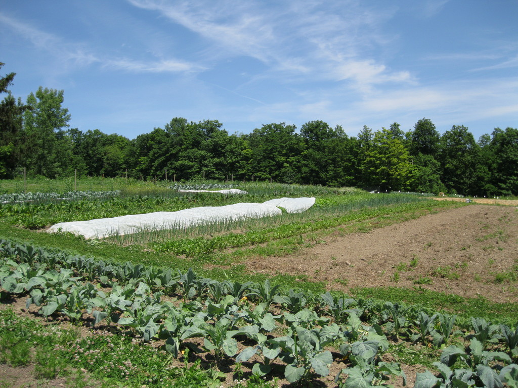 Daily Harvest Farm - LocalHarvest