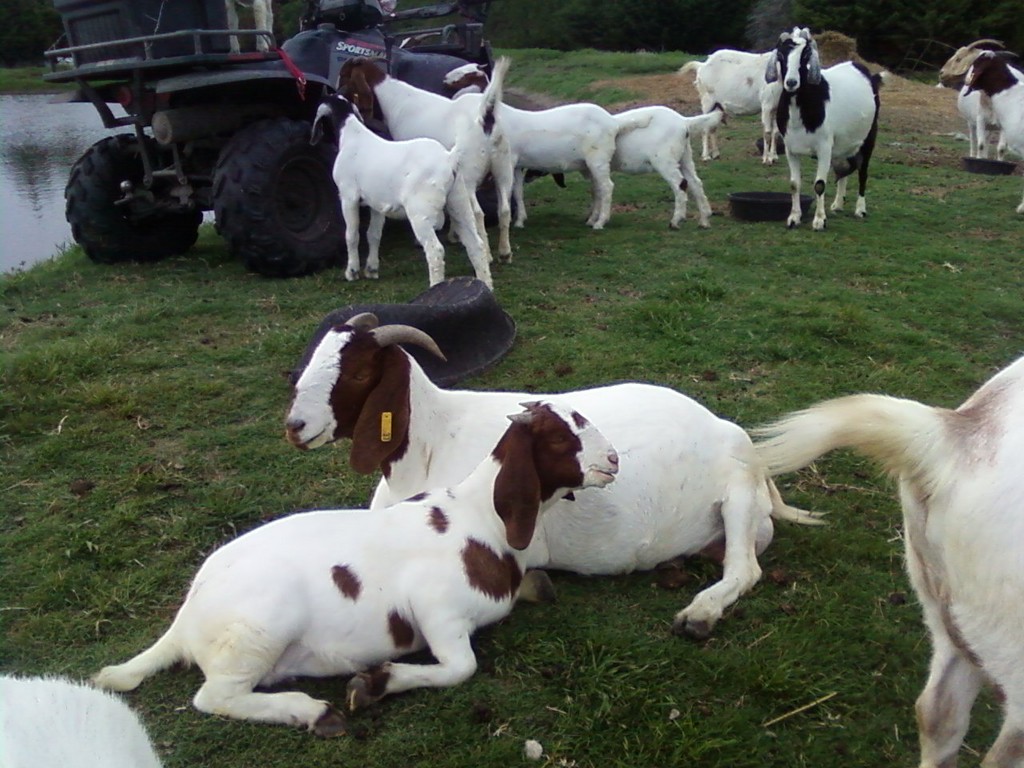 Thorn Tree Farm Boer Goats-Rockwall Texas