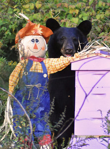 Beekeeper's Garden
