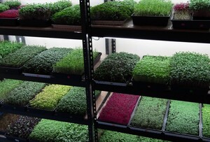 GourmetnGreens