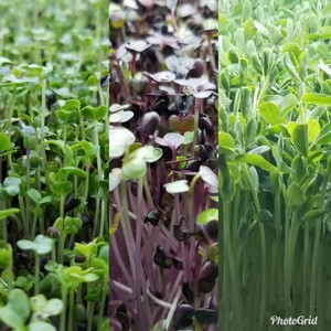 Mount Vernon Microgreens