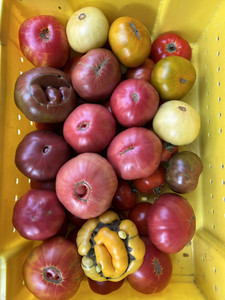 Cherokee Purple Tomato
