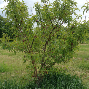 St. Andre Orchard