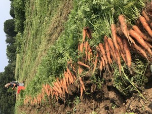 Appleton Farms CSA