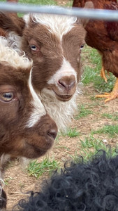 Drimo farm