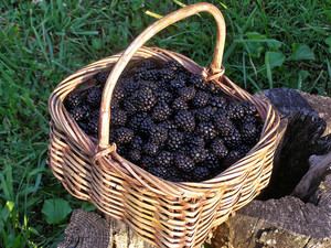 The Elliana Rose Blackberry Farm