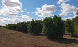 AIRAYA U-Pick Farm