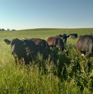 Prairie Horizons Farm LLC