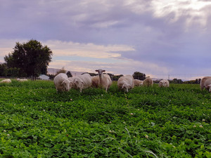 Basalt Farms - Pasture Raised Lamb