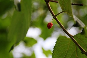 Red Mulberry