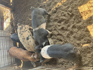The Hog Shop
