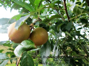 Newtown Pippin Apple