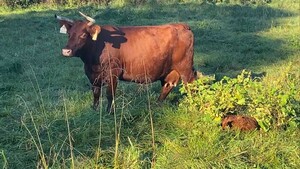 American Milking Devon Cattle