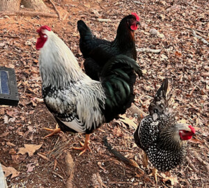 Wyandotte Chicken