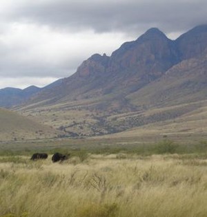 ME Cattle, LLC
