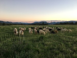 Sacred Song Farm