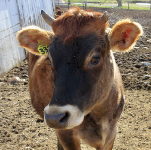 Farmstead Acres, LLC