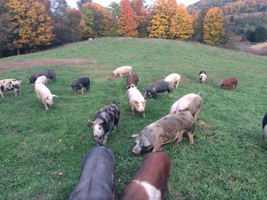 Homestead Hog Farms