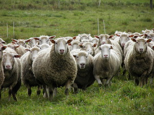 Belleview Farm