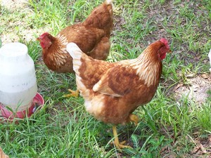 Funky Chicken Farm