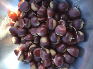 American Chestnut