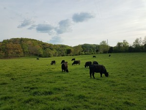McGinley Family Farms