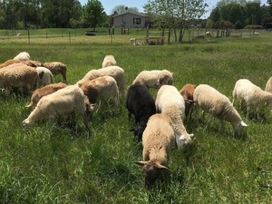 Craig Farms Katahdins