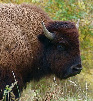 Vista Grand Ranch Buffalo Farm