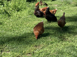 Hens in Harmony Homestead