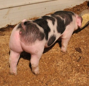 Prater Show Pigs