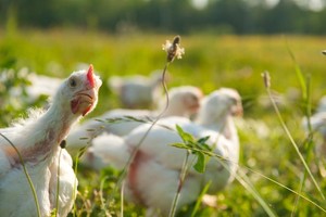 Chickens of the Wood