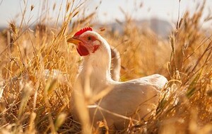 Sandhills Natural Harvest