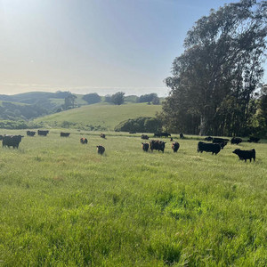 Marin Coast Ranch