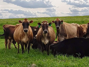 Prairie's Edge Raw Milk Dairy