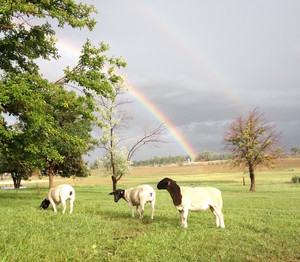 McCauley Family Farms