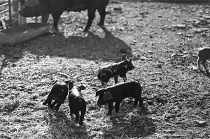 Crazy Bear Farm
