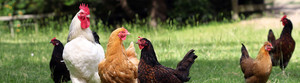 Barking Bird Farms