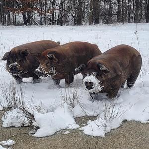 Salt Creek Farms (Ohio)